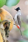 Sooty-headed Bulbul